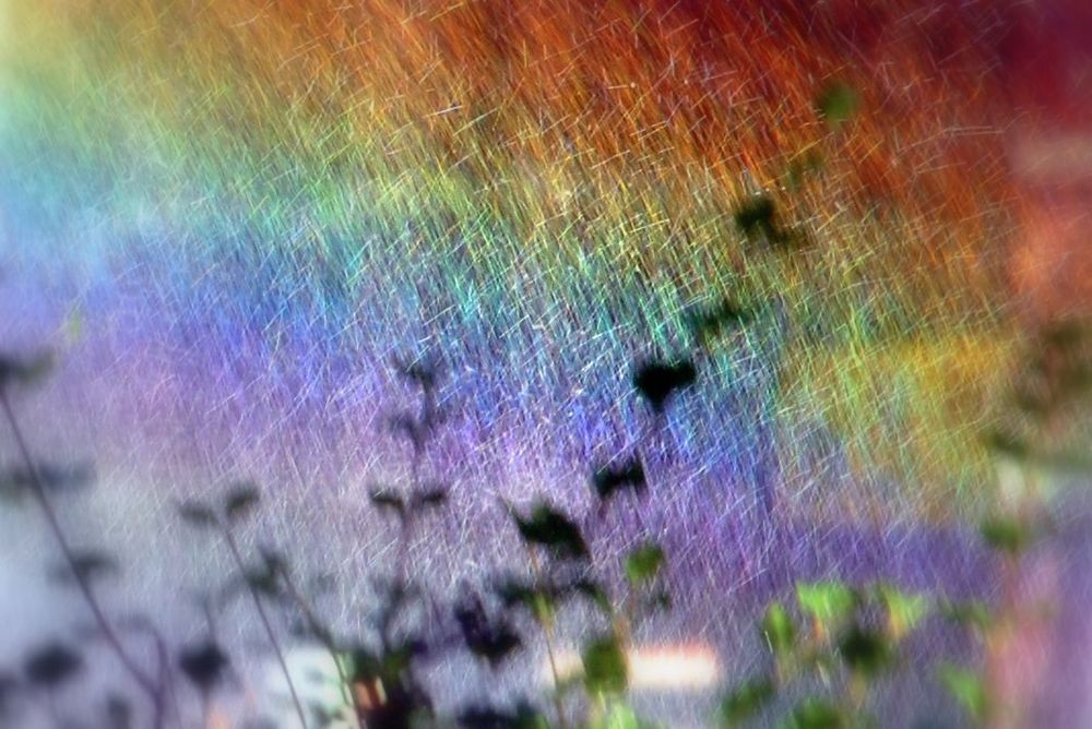 A rainbow created by the spray of a sprinkler watering a garden 