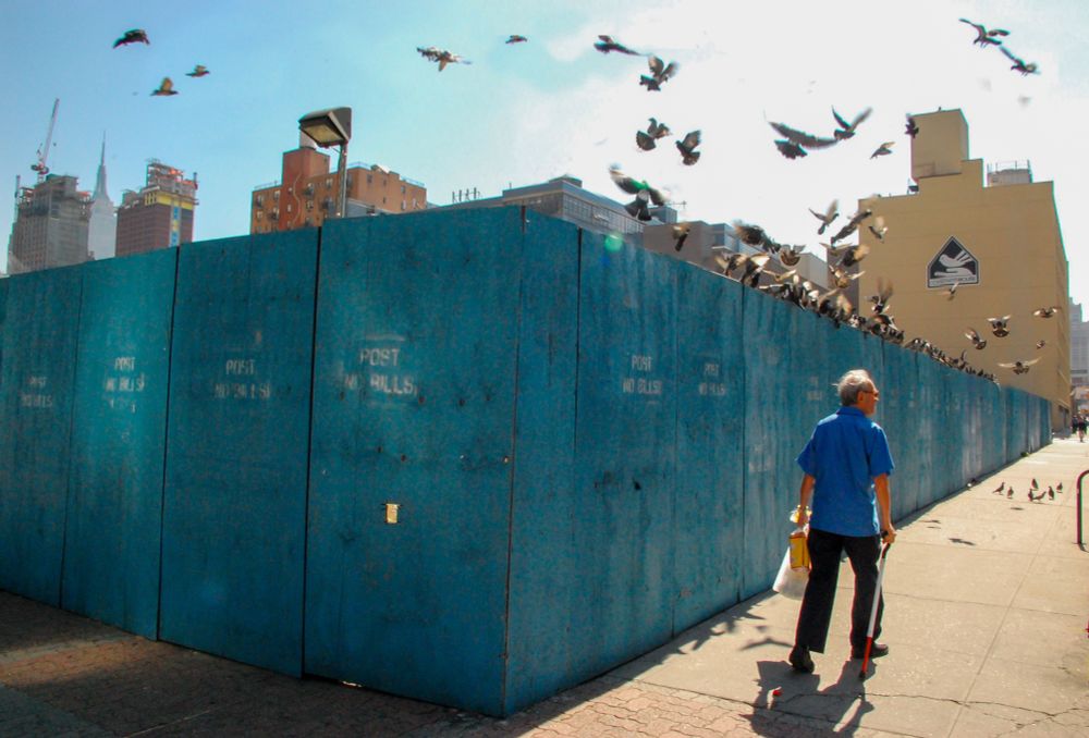 A city street with a blue construction wall and an old man wearing a blue shirt walking with a cane and holding a bag of bread. Pigeons fly overhead.