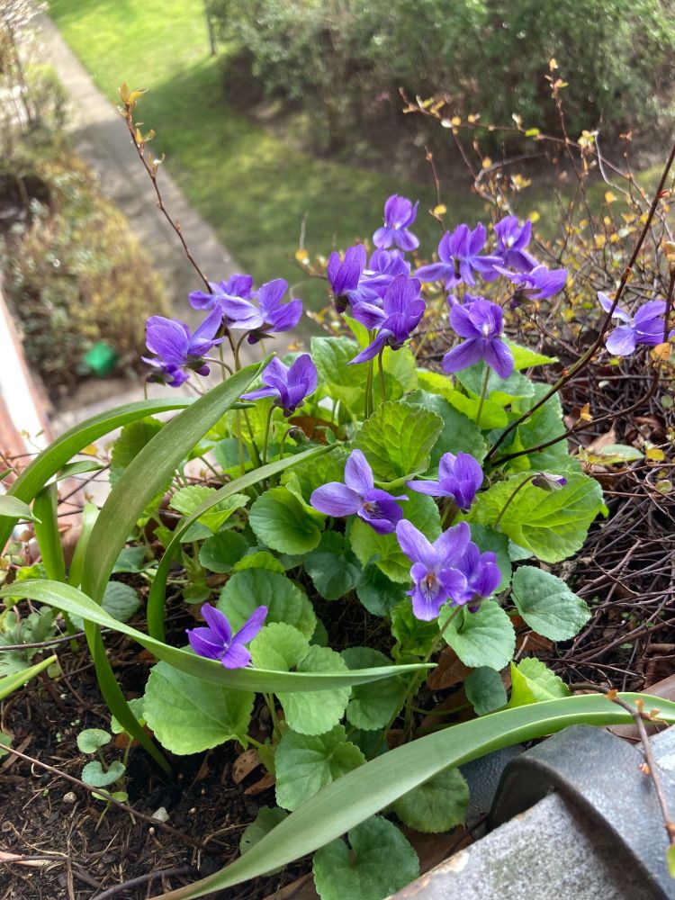 Veilchen in voller Blüte in einem Balkonkasten.
Violet in full bloom on a balcony.