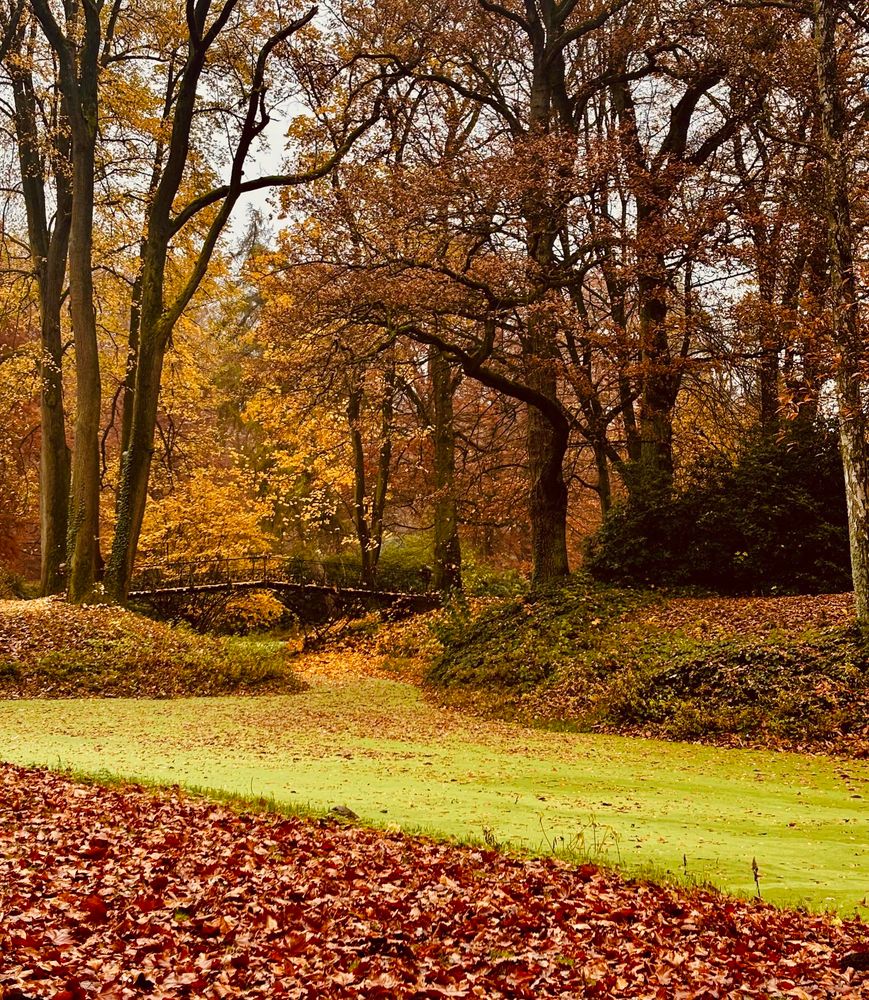 Das Bild zeigt eine herbstliche Waldszene mit buntem Laub im Vordergrund, einem kleinen Wasserlauf mit hellgrüner Entengrütze und einer Brücke im Hintergrund. Goldene und rostbraune Blätter prägen die warme Atmosphäre.