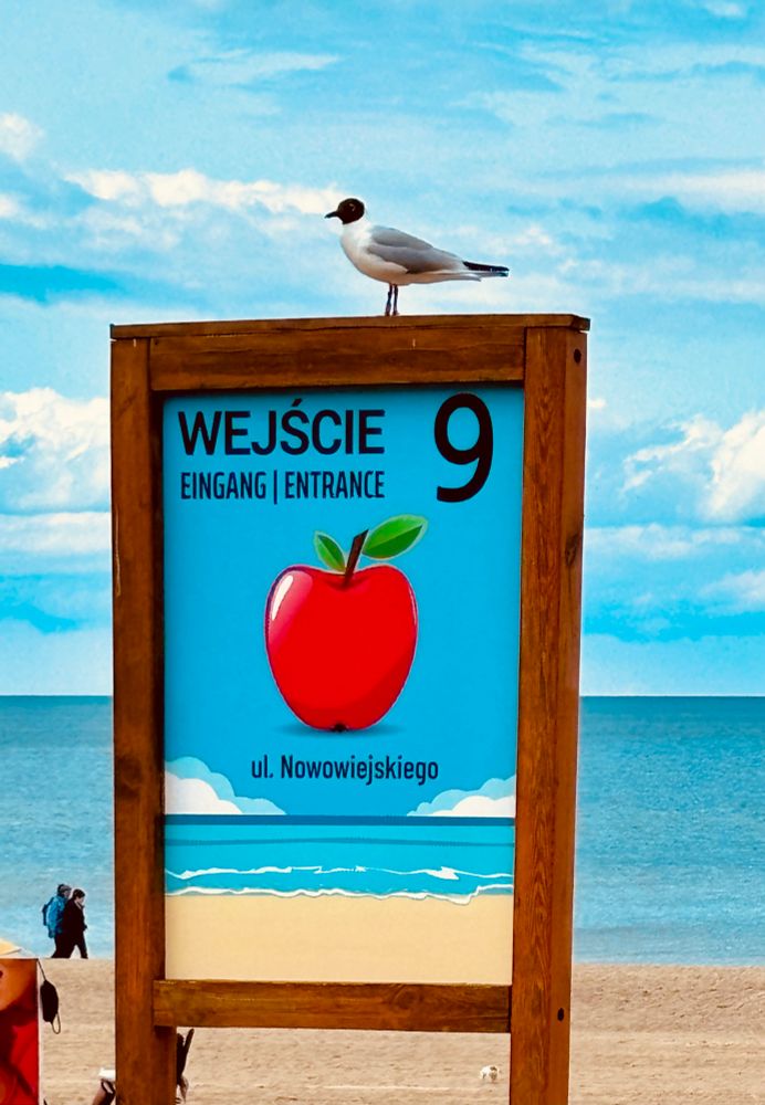Das Bild zeigt ein buntes Hinweisschild am Strand. Auf dem Schild steht "WEJŚCIE” (Polnisch für „Eingang“), darunter “EINGANG | ENTRANCE”. Daneben die große Zahl 9 sowie mittig ein großer roter Apfel. Auf dem Schild sitzt eine Möwe, im Hintergrund sieht man das Meer, Sandstrand und links 2 Personen, die am Strand spazieren.