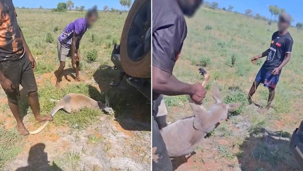 Shock footage shows group laughing while torturing kangaroo