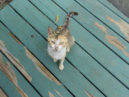 Hi, my name is SHI.  I am trying to become part of Mike's farm family.  My other family dumped me out at the beer joint and left me 🙁  Mike came and said hello one day and came and fed me the next, I was Really hungry.  The third day he brought me home.  I have learned how to use the "box" after only shitting on the bed twice, he was real nice about it.  I had never seen a box before and did not know 🙁 I have mastered the use of the rear cat door.  The front door will take longer as that is where the BIG cats hang out and I am Just a Tiny kitten.  I still hiss at them because I am afraid but am starting to trust them more.  I get to sleep inside with Mike and it is nice and warm snuggled up next to him 🙂 , it was cold over at the beer joint 🙁  I now have plenty to eat and a clean water bowl. I hope this is my forever home as I like my New Human 🙂