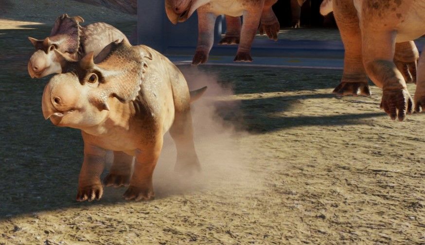 Baby Lokiceratops entering the enclosure for the first time