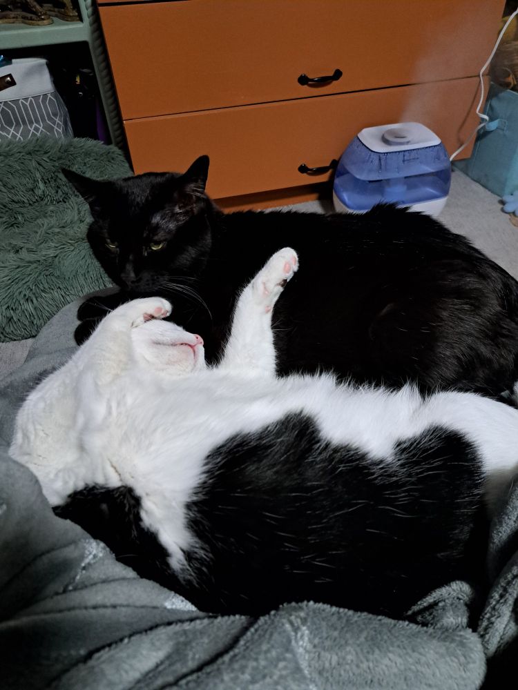 Large black cat is irritated by the black and white cat with his tummy up.
