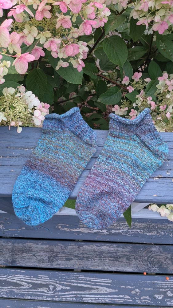 A pair of hand spun, hand knit socks laid out on a faded blue deck railing above a blooming hydrangea.  The socks have short, rolled cuffs and a traditional heel flap.  The yarn is blended shades of bright blue, brown, sea green, red-purple and dark blue, and is spun to create a striped or color blocked effect.  The striping on the two socks does not match.  The hydrangeas are in full bloom in pink, white, and pale green.