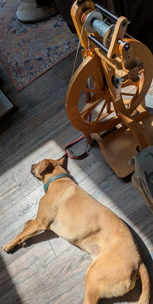 A dog lounging in a patch of sunlight streaming in through a skylight, next to a spinning wheel.  Indie, the dog, is light tan, wearing a teal collar, and looks very relaxed.  The spinning wheel, a Schacht Matchless, has a small amount of muted blue-green yarn on the bobbin.