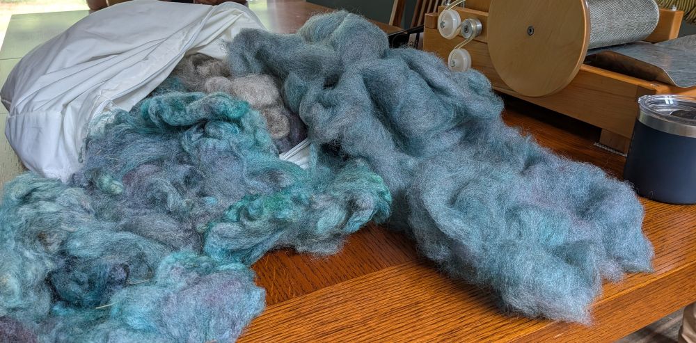 A dyed sheep fleece spilling out of a white pillow case onto a wooden table.  The portion on the left is uncarded, and the naturally silver-brown wool has been dyed shades of turquoise, teal, and lavender.  On the right, some of it has been carded into batts, blending the colors into muted but still lovely shades. In the background is a drum carder and a cup of coffee.