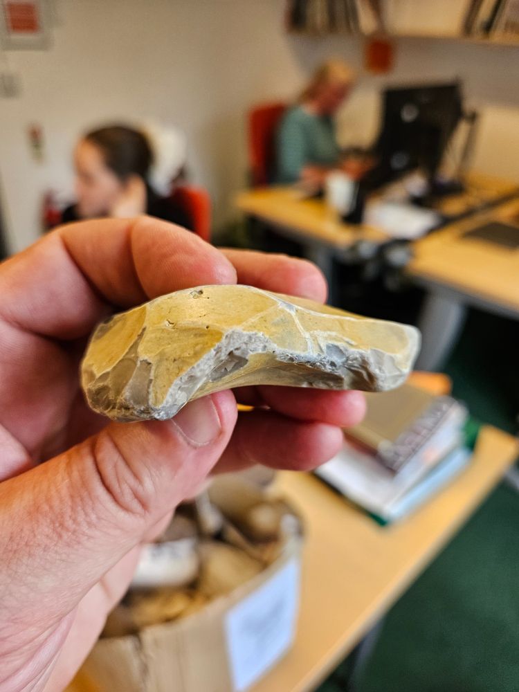 A yellow stained flint artefact about 10cm long, held in the hand with out of focus office behind