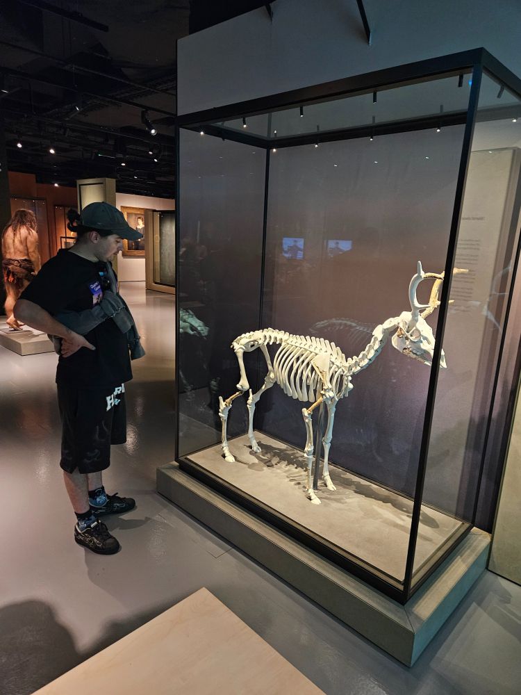 Person looking at a model and bone of a dwarf red deer