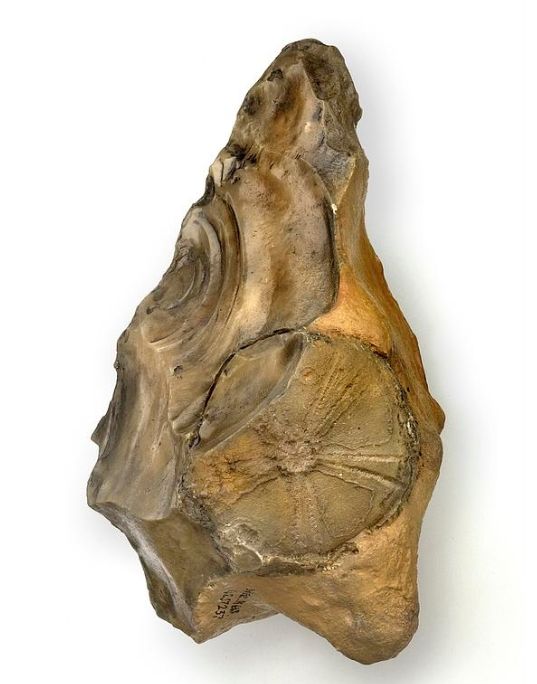 A pointed stone tool made out of flint. Stained brown by iron oxide. On its left hand side it shows sharp flaking scars from knapping, on its right hand side the smooth natural edge of the flint nodule. In its centre is set a round fossil of a see urchin. The five rays of its bodyform radiating out from its centre 
