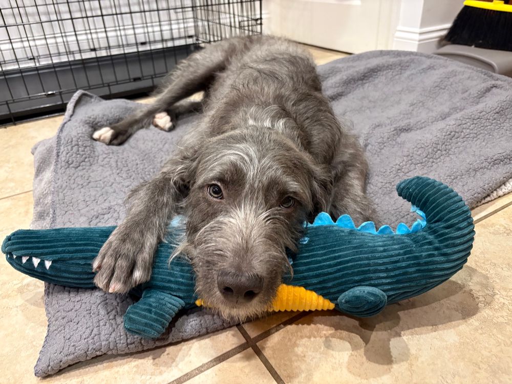 A scruffy grey dog resting his head on a green alligator stuffed toy. 