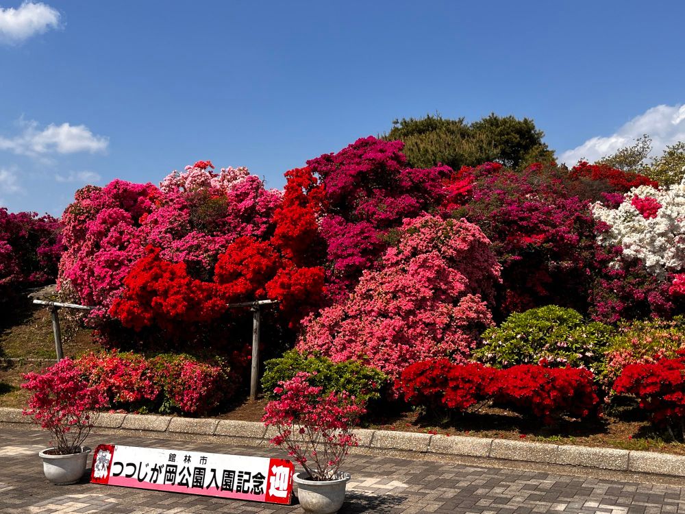 群馬県館林市のつつじが岡公園で開かれているつつじまつり
