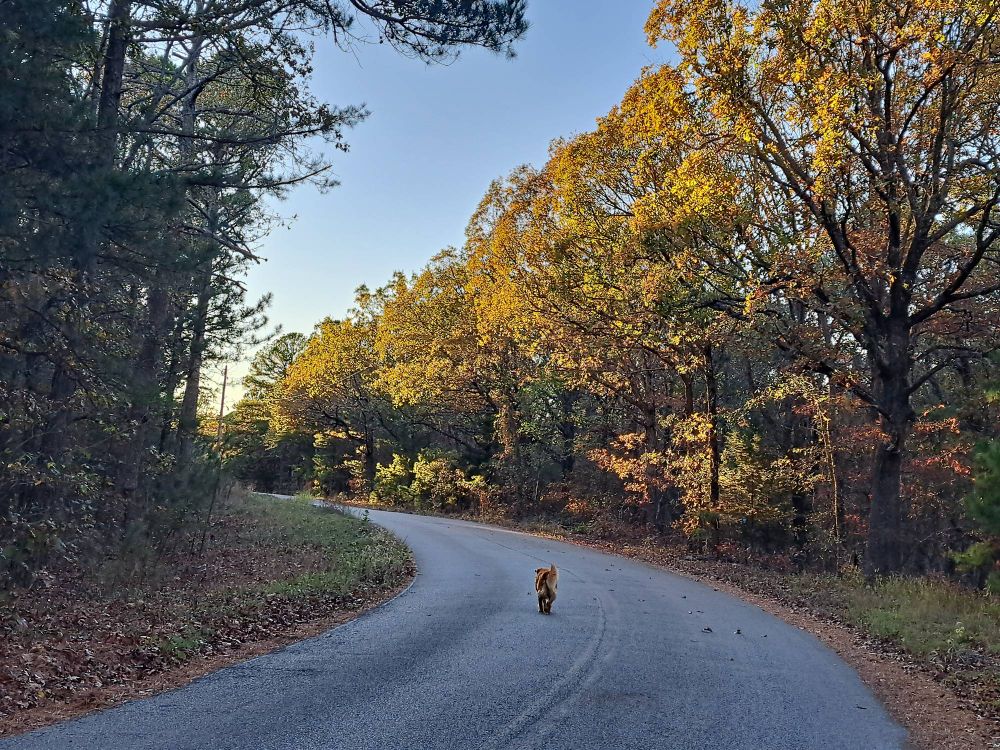 A road goes ever on and on around a corner toward the setting sun, which is illuminating the gold, red, and green in the autumn leaves. An adorable pupper leads the way.