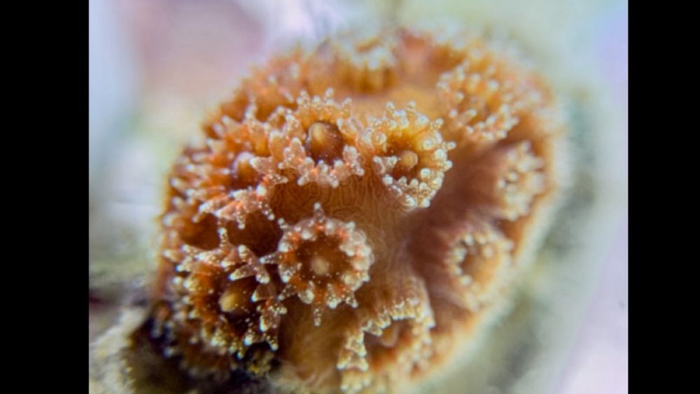 Sediments adjacent to recently dredged areas can harm coral larvae, study finds