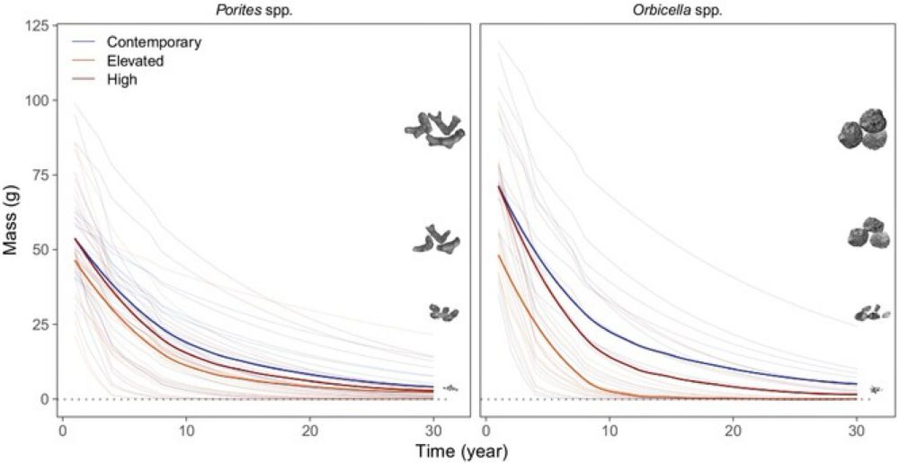 Rubble persistence under ocean acidification threatened by accelerated bioerosion and lower‐density coral skeletons