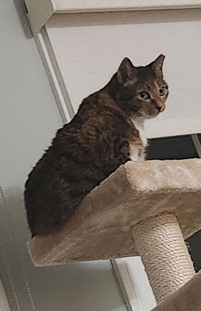A brown and black torty cat sitting at the top of a light coloured cat tree near the top of a window
