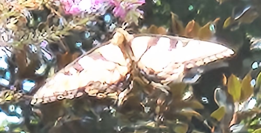 A picture of a Giant Swallowtail