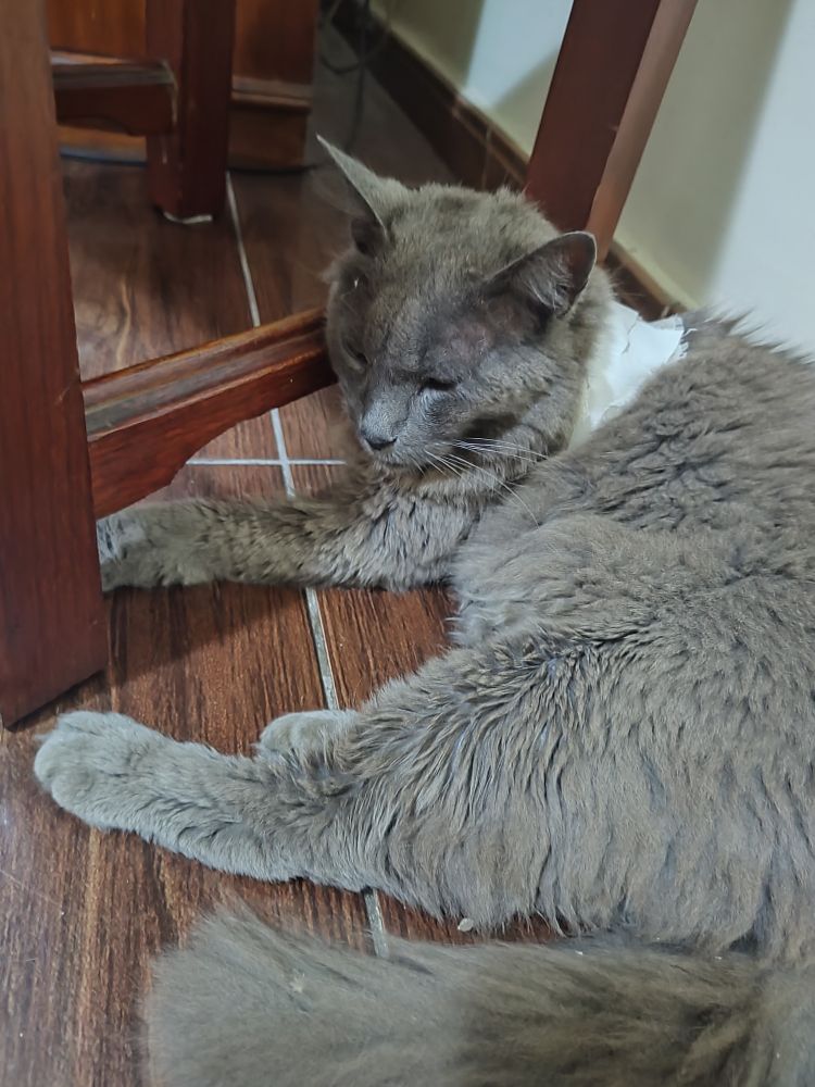 Nosferatu, um gato cinza de pelo médio, com um curativo em seu tronco, dorme encostado no pé de uma cadeira.