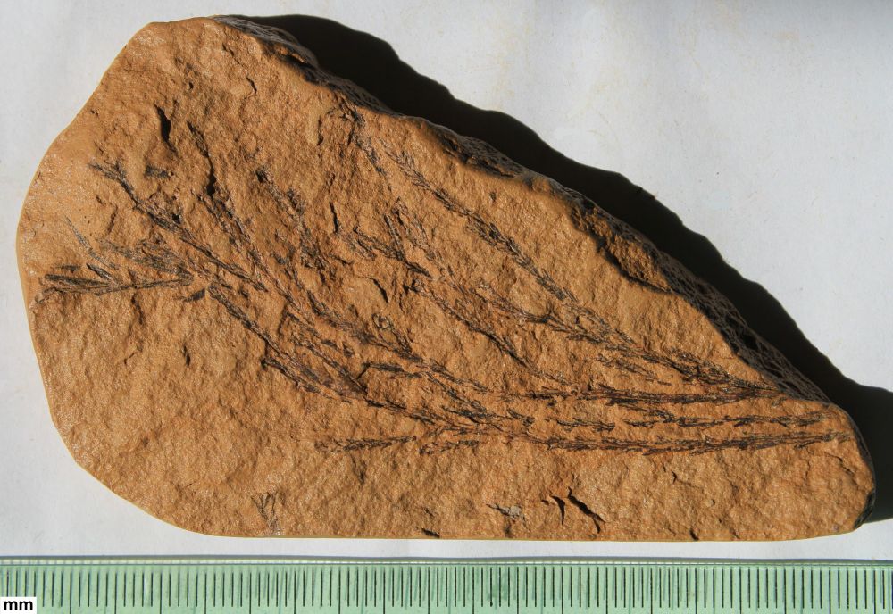 Fossil leaves of the conifer Glyptostrobus from the Early Miocene of Bı́lina (Czech Republic). Nowadays this genus can only be found in South China (and locally in Vietnam and Laos). Photo from Wikimedia Commons.
