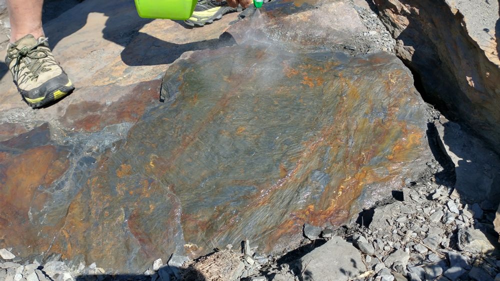 A large slab with fossil shoots being cleaned on the field.