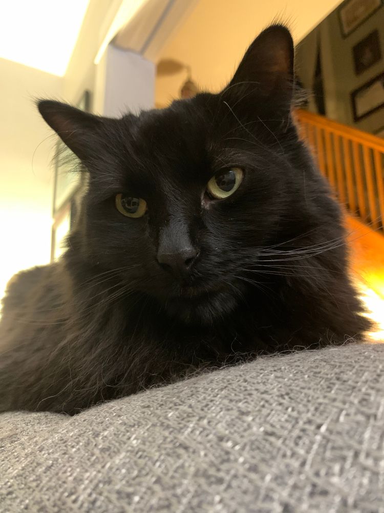 Large long haired black cat sitting on back of couch.