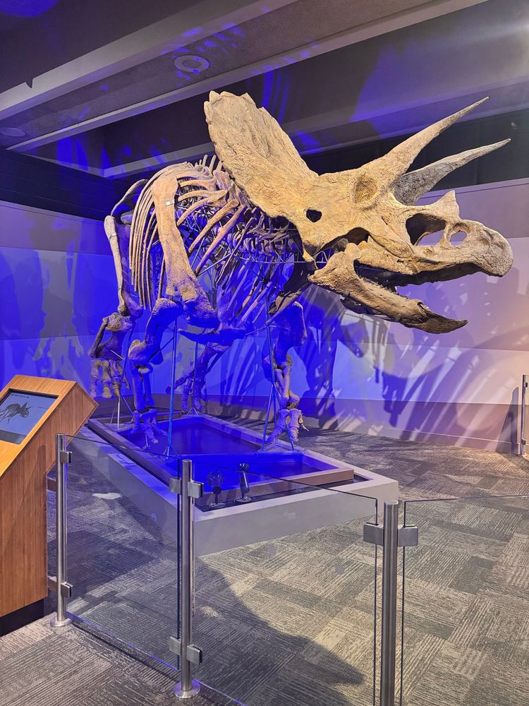 An almost complete triceratops skeleton. The museum has named him Cliff 