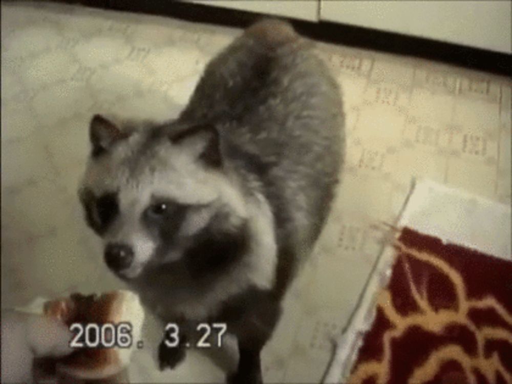 a raccoon standing on a tiled floor with the date 2006 3:27 on the bottom