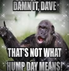 A meme of an elderly looking Chimpanzee being annoyed with his friend Dave. With the caption.
Damn it, Dave. That's not what hump day means!