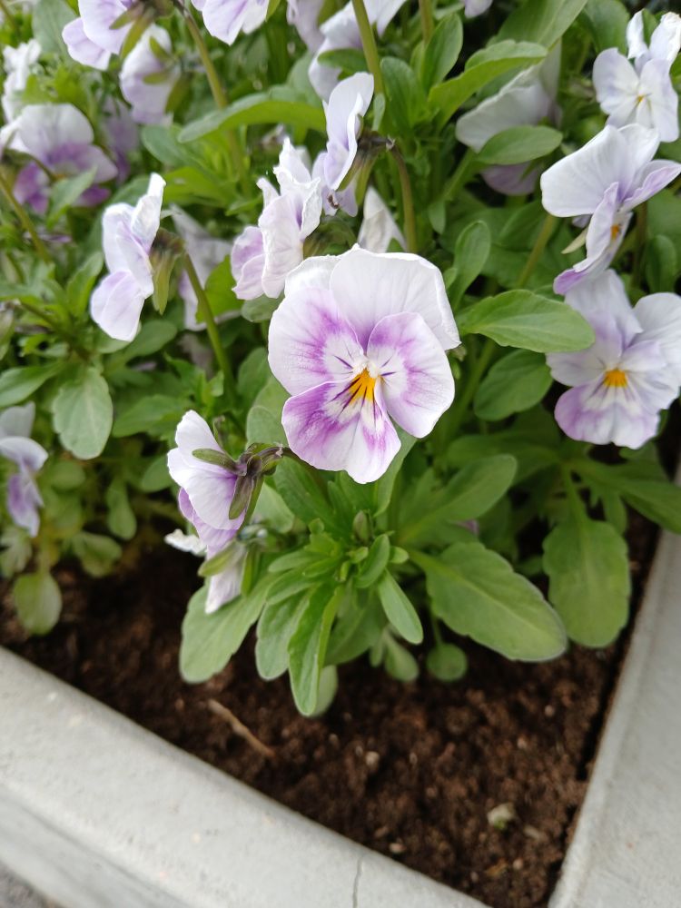 A pansy flower. "Pansy" is also a word for less masculine men. 
The poster attempted a lame joke that was hilarious in their head, but less so in reality. Rest in peace lil Zanny 😢💔