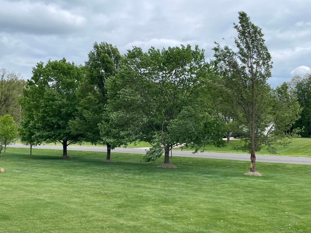 Mostly cleaned up yard. 