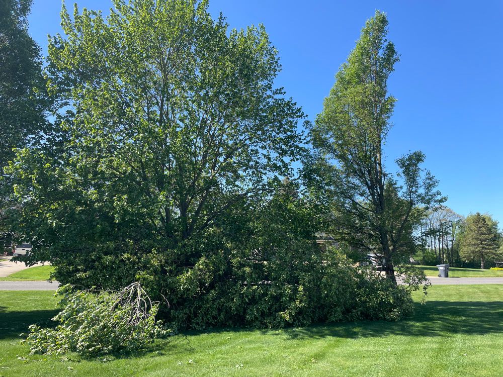 Pear tree broken by a storm