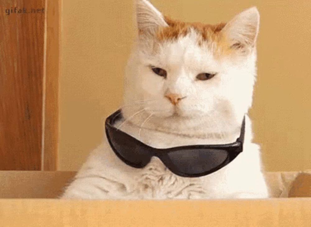 a cat is wearing sunglasses and sitting in a box