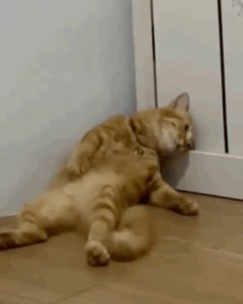 a cat is laying on its back on a wooden floor next to a radiator .