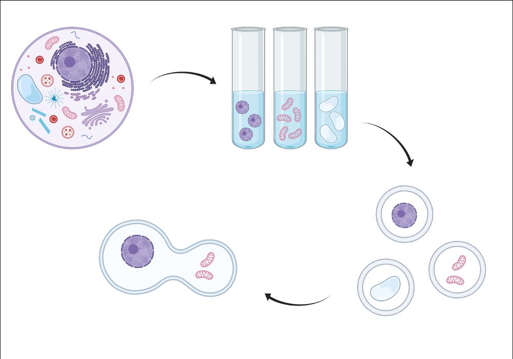 Biorender-assisted schematic from 2022 CCC Symposium
Reconstitution of Organelle Interactions: Towards
Synthetic Cell Biology