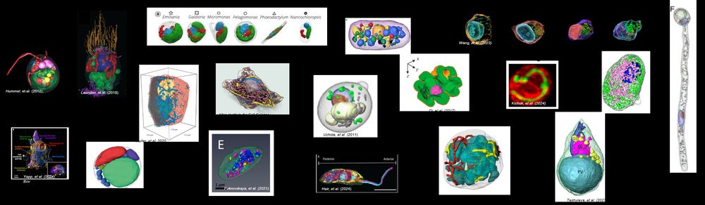 gallery of example whole-cell images
