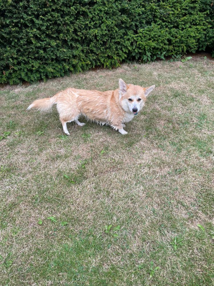 A soaking wet and affronted corgi 