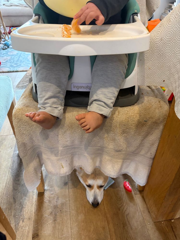 A baby in a booster seat eating some satsuma and underneath her chair, a corgi Lurks