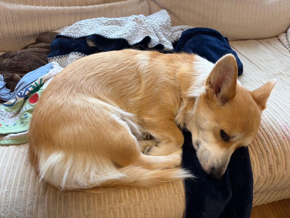 A corgi curled up on the sofa on a blanket looking pitiful