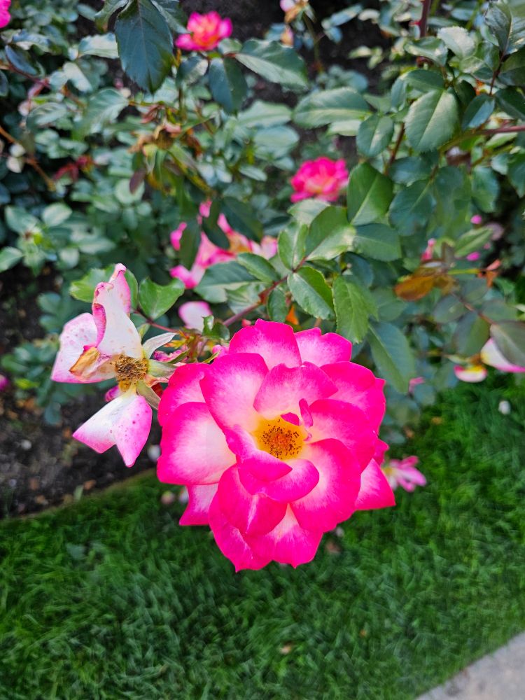 Pink rose with yellow center