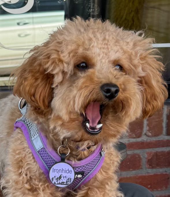 Fuzzy Toy Poodle with mouth open 