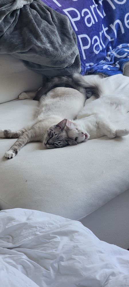 Babies