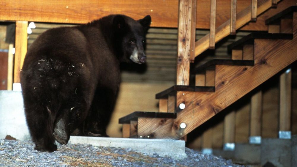 Do kalifornského domu tvůrce Médi Bédi se nastěhoval medvěd - Novinky