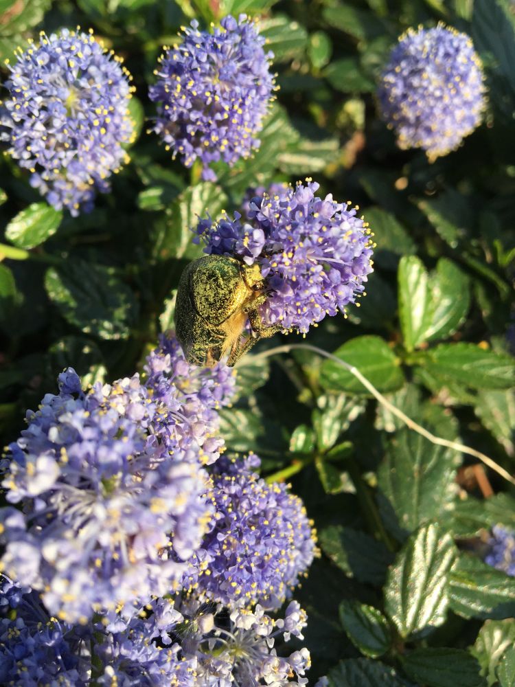 Fleurs de ceanothe (arbuste à fleurs bleues) avec une cétoine dorée (scarabée vert métallisé)