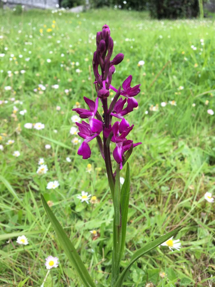 Photo d’une orchidée sauvage à fleurs violettes 