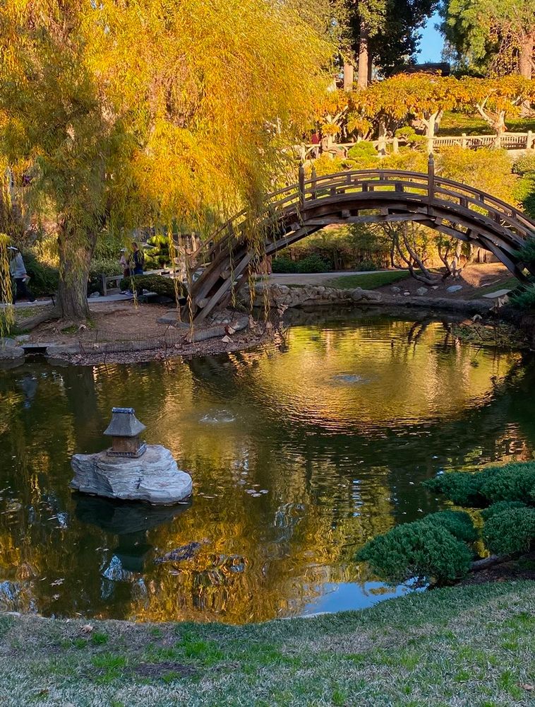Yellow ginkgo leaves glow and reflect golden light on pond with round footbridge and stone pagoda lanterns in Japanese Garden in #thehuntingtonlibrary in Pasadena, CA.