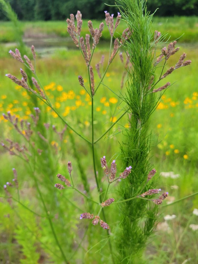 Close up of delicate purple flowers with yellow flowers blooming in the background