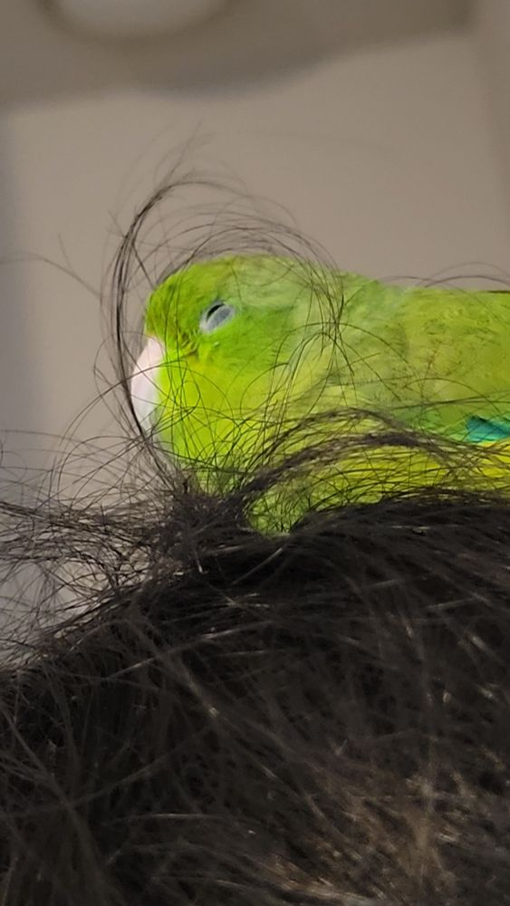 Tiny green bird with eyes mostly closed on top of a head with hair tufted up around him