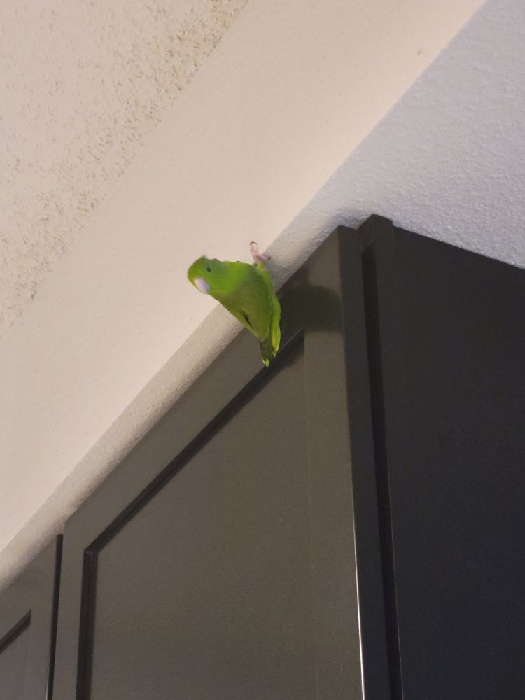 Small green bird perched upside-down in a way that seems to defy physics??? Above kitchen cabinets because he is a menace. 