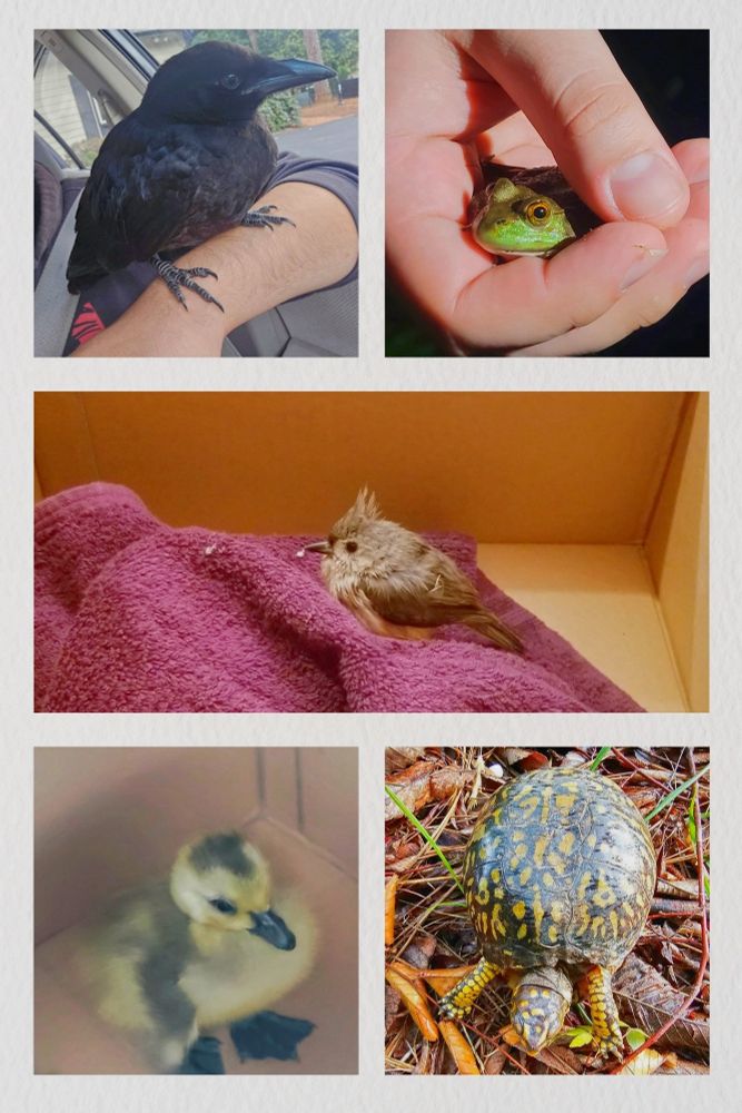 Pictures of various animals my fiance and I have saved from various circumstances. A young crow, an American bullfrog, a young tufted titmouse, a gosling, and an eastern boxturtle.